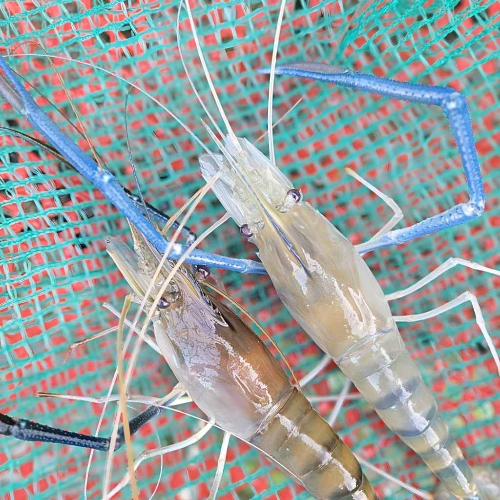 ky thuat chon tom cang ngon